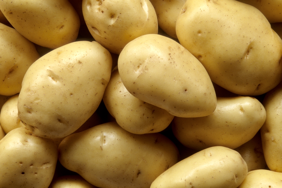 Canada’s fresh potato exports are heavily reliant on the U.S. market.
 Photo: luoman/E+/Getty Images
