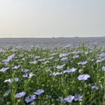 Growers should flax interest amid canola turmoil