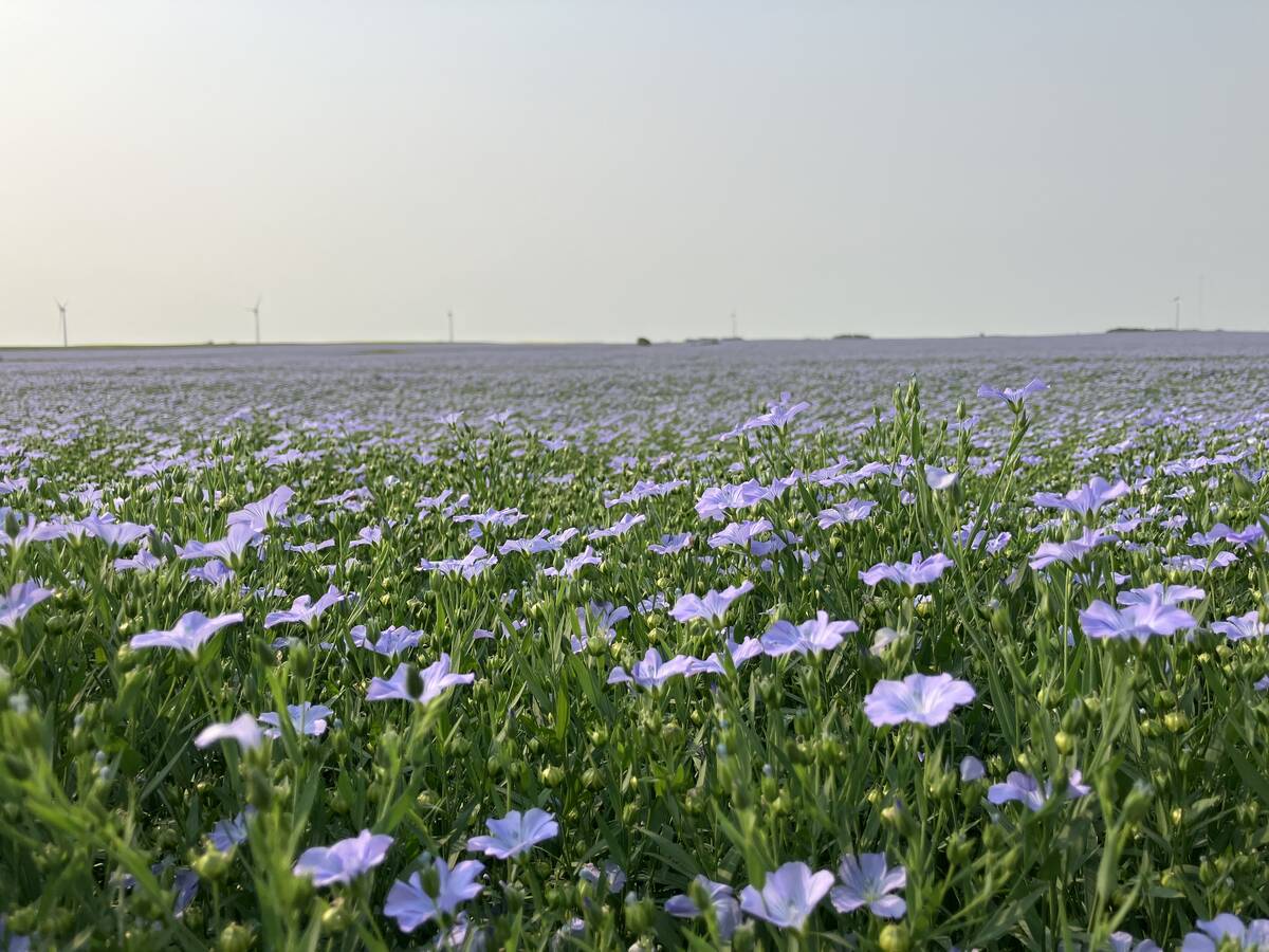 Growers should flax interest amid canola turmoil
