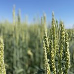 Spring wheat plans remain unclear