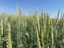 Spring wheat plans remain unclear