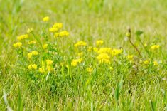 Organizations like the Canadian Forage and Grassland Association argue that, if cropped acres aren’t making the producer money anyway, they might be better put to forage. 