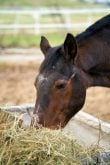 The art of effective slow feeding for horses
