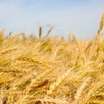 The organic winter wheat and fall rye harvest is underway in Ontario. Photo: Allan Dawson/File