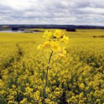 Canola crops have been targetted by tariffs from both the U.S. and China, and one expert believes growers could replace up to one million acres of canola with cereals.