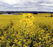 Canola crops have been targetted by tariffs from both the U.S. and China, and one expert believes growers could replace up to one million acres of canola with cereals.