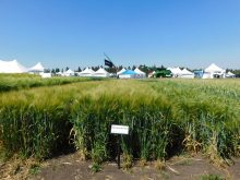 Booming barley tea market notices new Alberta variety