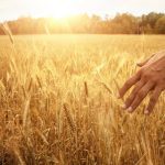Mental health counselling offered to Alberta farmers