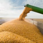 Organic growers have watched conventional crop prices rise over the past few months which has cut into their premiums. Photo: iStock/Getty Images