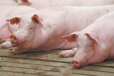 New tariffs from China threaten to deal another blow to an already-strained Canadian pork sector.