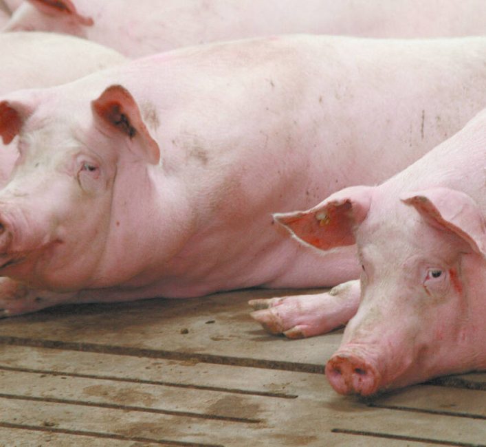 Chinese tariffs create double-whammy trade war for Canadian pork