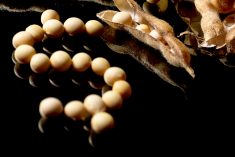 Photo: iStock/Getty Images
