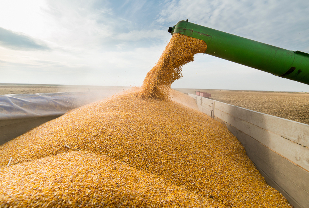 Organic growers have watched conventional crop prices rise over the past few months which has cut into their premiums. Photo: iStock/Getty Images

