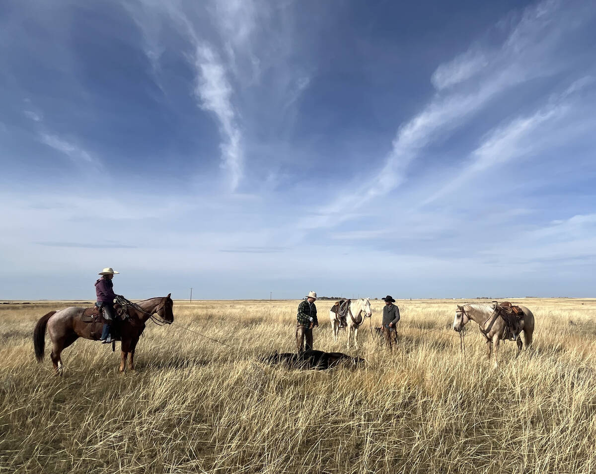 Southern Alberta grazing leaseholders fear the clock is ticking on their way of life as lease rates rise due to interest from other sectors. 