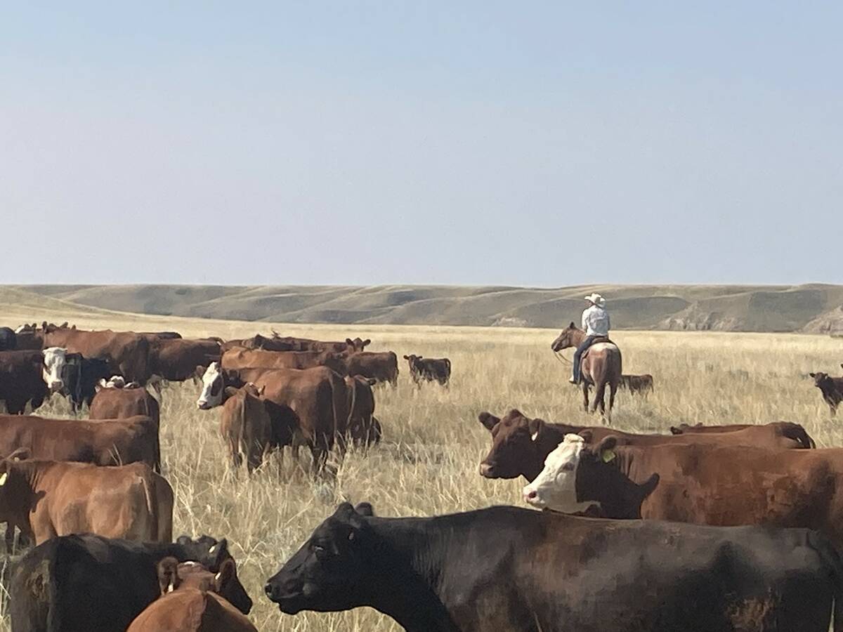 The parcels of grassland the municipal district has so far tendered out to the highest bidder have gone for ‘exorbitant’ and ‘unprofitable’ amounts, according to leaseholders. PHOTO: SUBMITTED BY TY THORSON