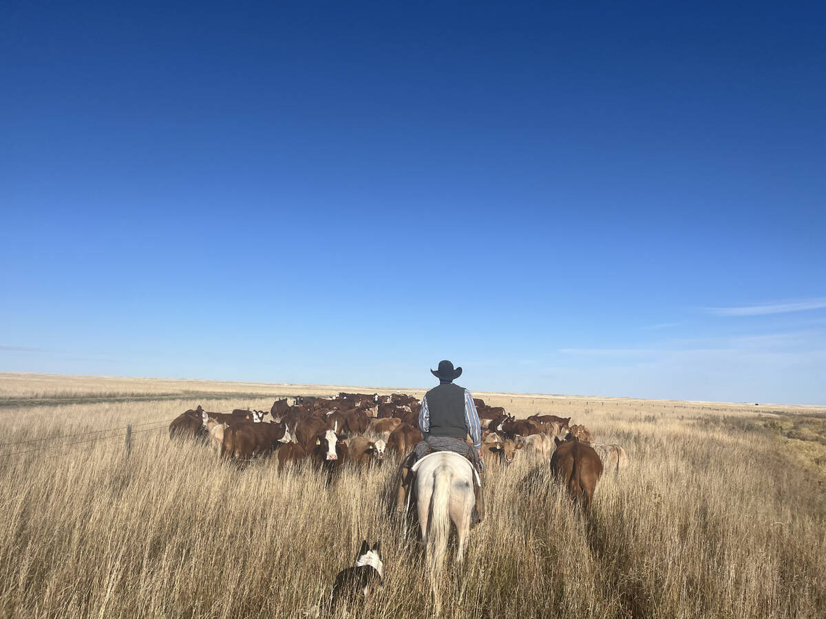 With only about 30 per cent of the municipality’s short-grass prairie remaining intact, ranchers argue their land stewardship efforts should not be forgotten. PHOTO: SUBMITTED BY TY THORSON