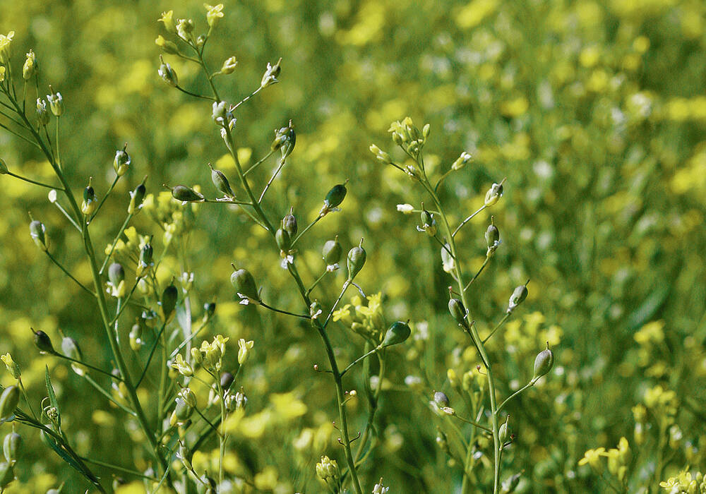 New research is looking for genetic improvements to spring and winter camelina.