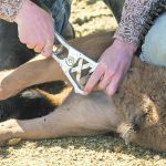 The economy bander, best suited for use on younger calves, can be operated one-handed.