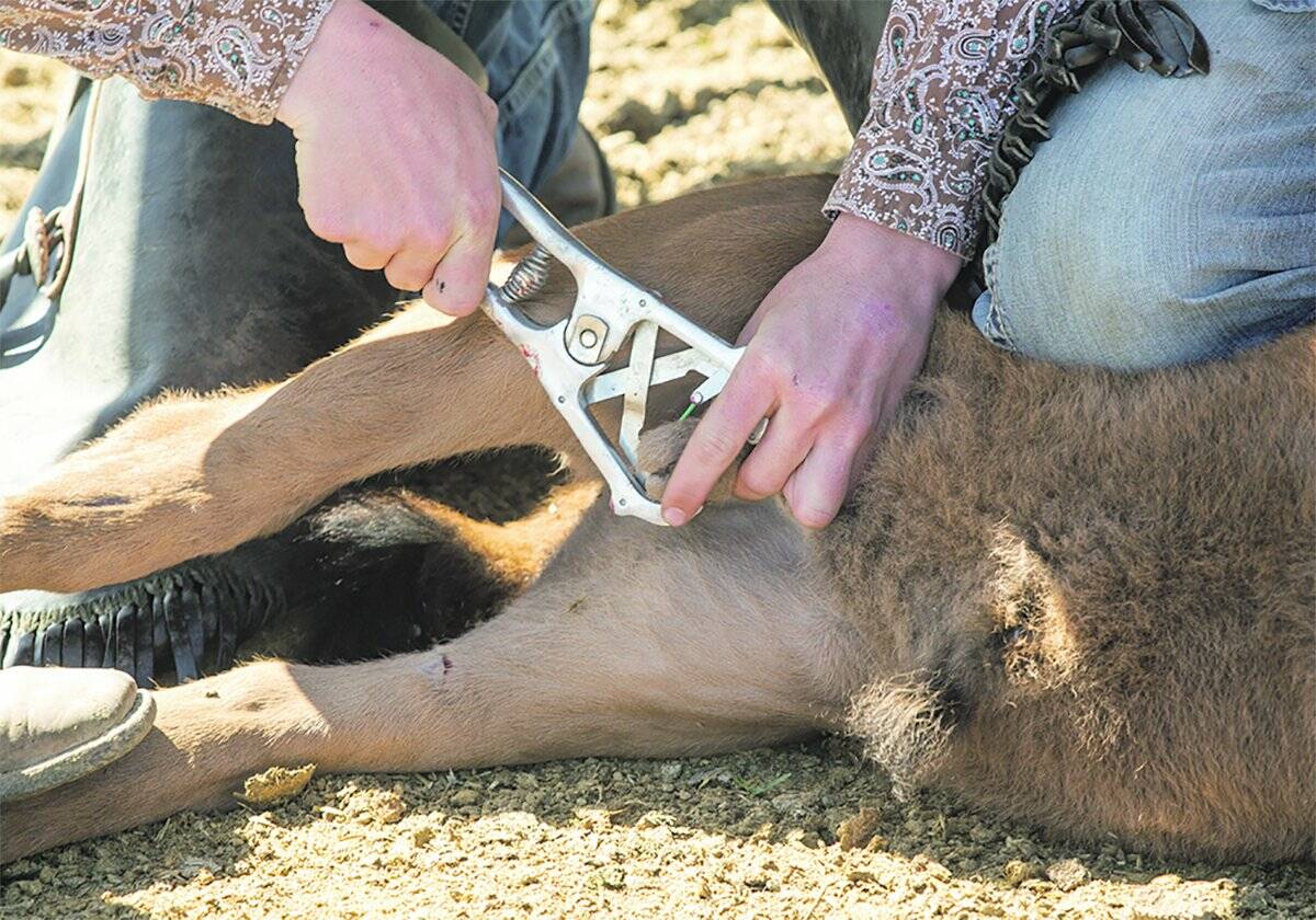 The economy bander, best suited for use on younger calves, can be operated one-handed. 