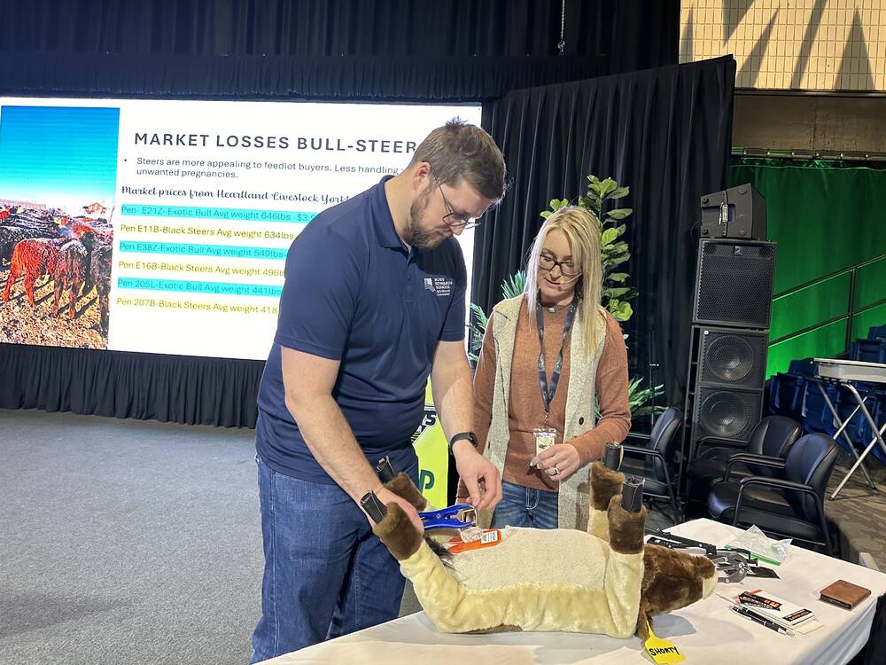 Jodi Suchoplas demonstrates elastic band castration techniques with an audience member on her plush demo calf “Shorty,” during Manitoba Ag Days 2025. PHOTO: DON NORMAN Jodi Suchoplas demonstrates elastic band castration techniques with an audience member on her plush demo calf “Shorty.” Photo: Don Norman