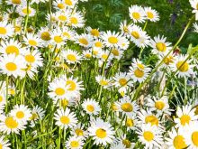 Oxeye daisies, native to Europe, are a problematic Prairie weed that can be controlled with a tiny moth, also native to the European continent, according to researchers from Agriculture and Agri-Food Canada.