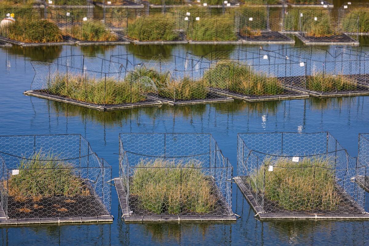 These are floating islands. Native wetland plants grow on the islands. The roots go down, and clean the water in a feedlot storm pond. An investigative team headed by Daniel Karran, is testing floating islands as a way to clean up contaminants. Photo: Sergei Belski