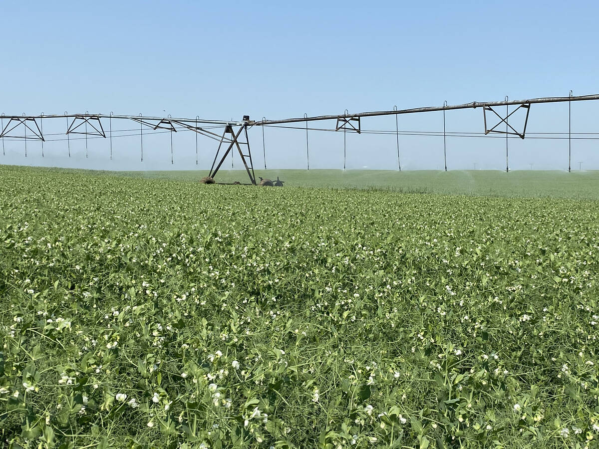 Alberta irrigation farmers strive for efficiencies to battle through droughts