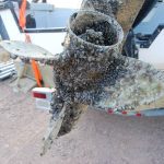 Zebra and quagga mussels can reproduce quickly and attach to any hard surface, causing various problems. They could have a serious impact if they found their way into a jurisdiction’s waterways.