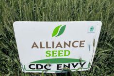 A plot of Alliance Seed&#8217;s CDC Envy CWRS wheat on display at Ag in Motion in July 2024. Photo: Dave Bedard

