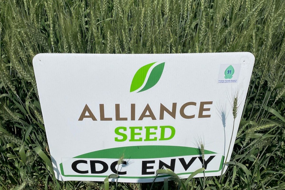 A plot of Alliance Seed’s CDC Envy CWRS wheat on display at Ag in Motion in July 2024. Photo: Dave Bedard
