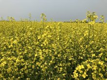 One change to improve Prairie canola yield