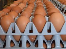 Henk Van Essen’s farm past an inspection after the chicken farmer was jailed for missing a court date for violating the provincial laws governing egg production.