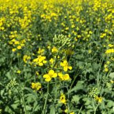 Breaks of two to three years between canola crops is considered sufficient to reduce crop disease severity.