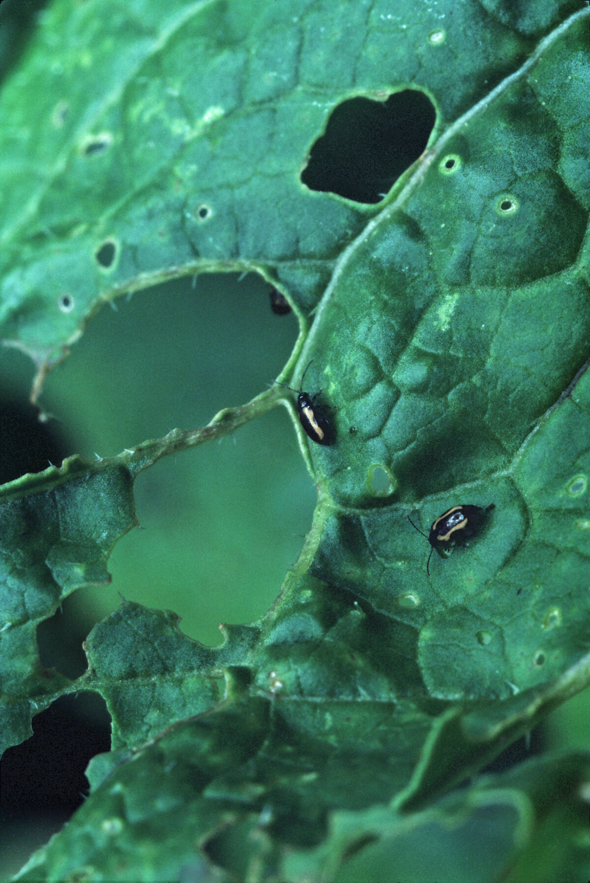 Starting off with more plants per square foot may offset some of the need to spray for flea beetles.
Photo: Weber/iStock/Getty Images