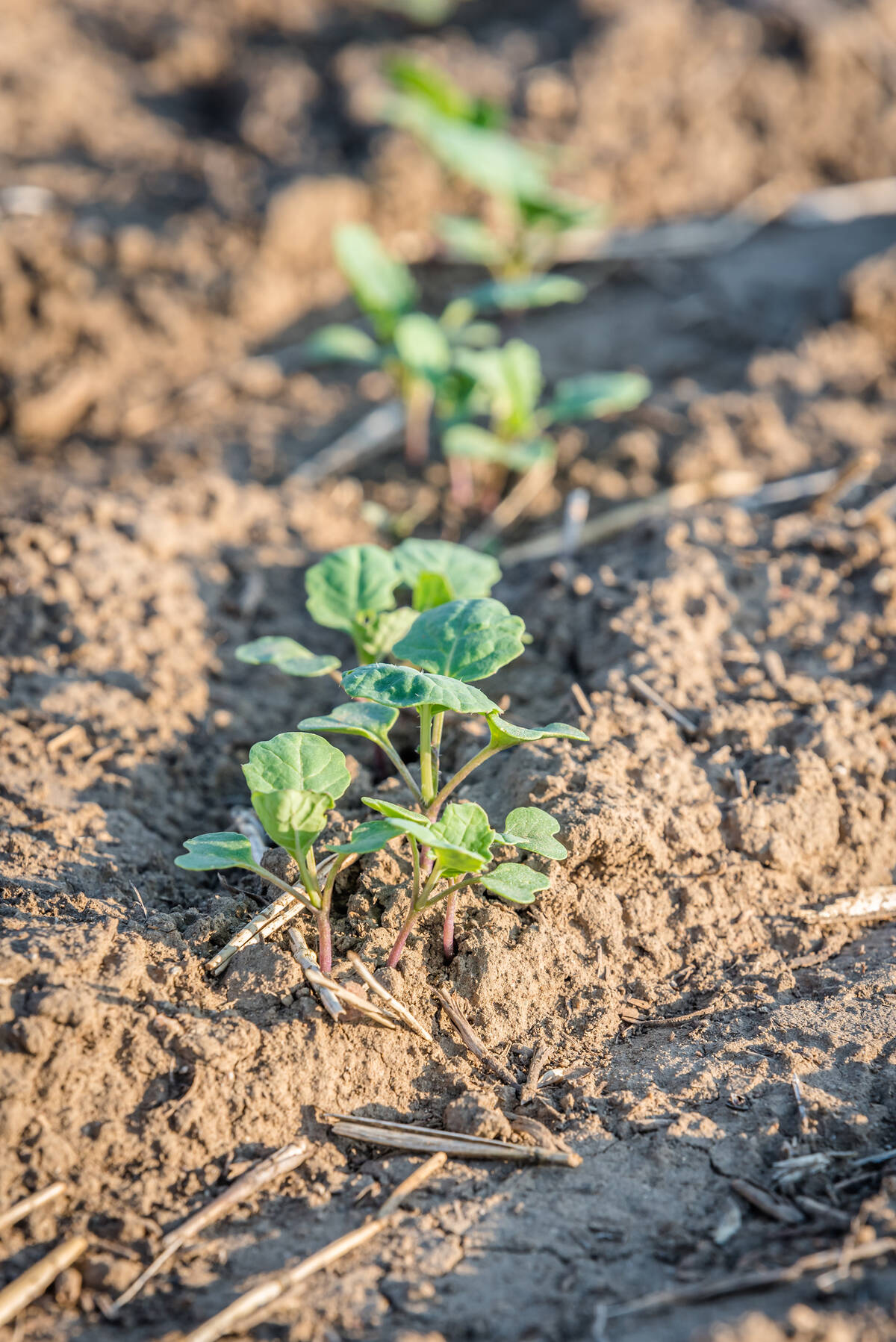 Canola plant populations lower than five per square foot can compromise yield. Photo: Nancy Anderson/iStock/Getty Images