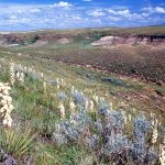 The Milk River-Pinhorn is one of the six new key biodiversity areas identified in Alberta that feature species at risk.