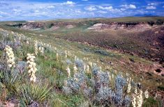 The Milk River-Pinhorn is one of the six new key biodiversity areas identified in Alberta that feature species at risk. 