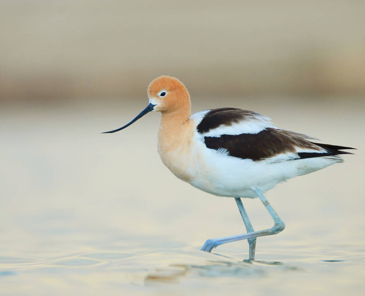 The American avocet is a species at risk.
Photo: Asher Warkentin