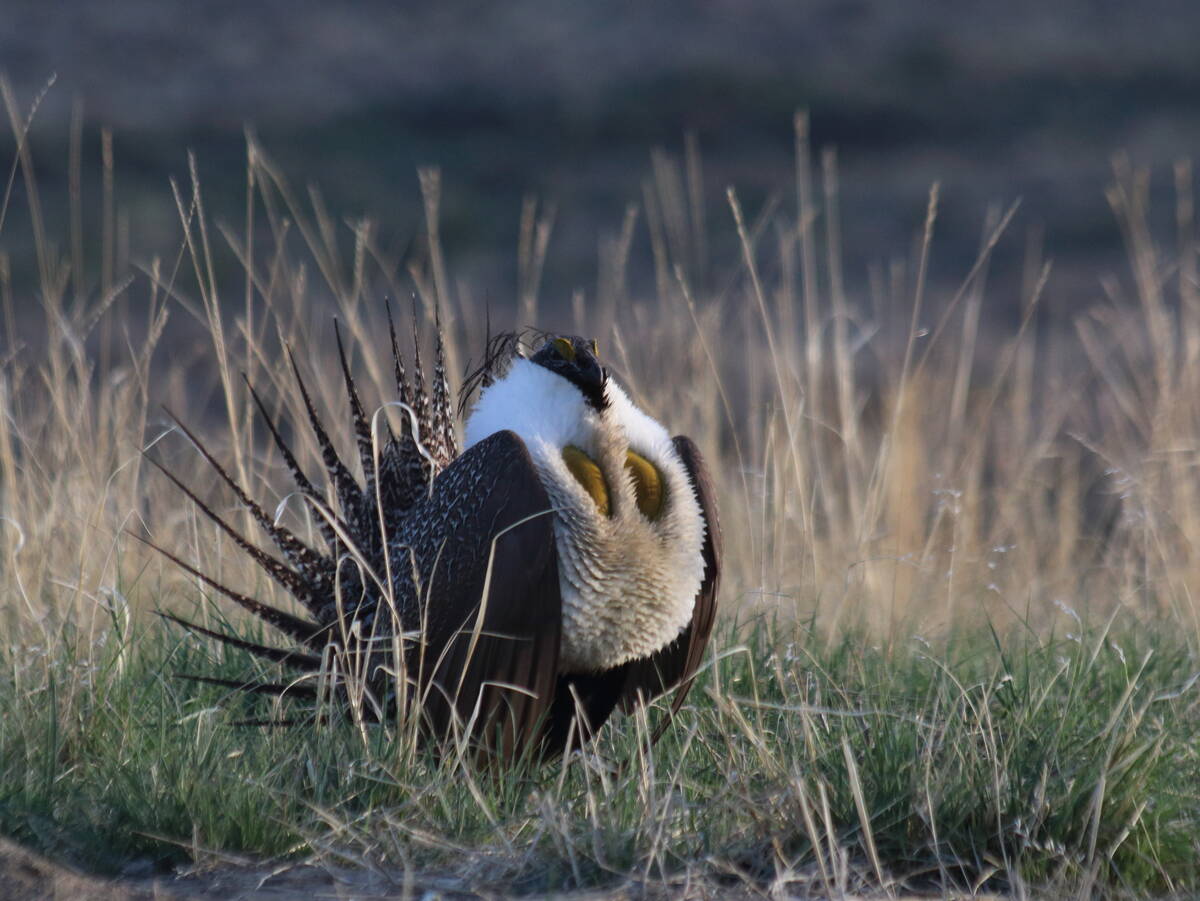 Greater sage grouse is one of the species at risk among the six new key biodiversity areas identified in Saskatchewan and Alberta.
Photo: Sean Jenniskens