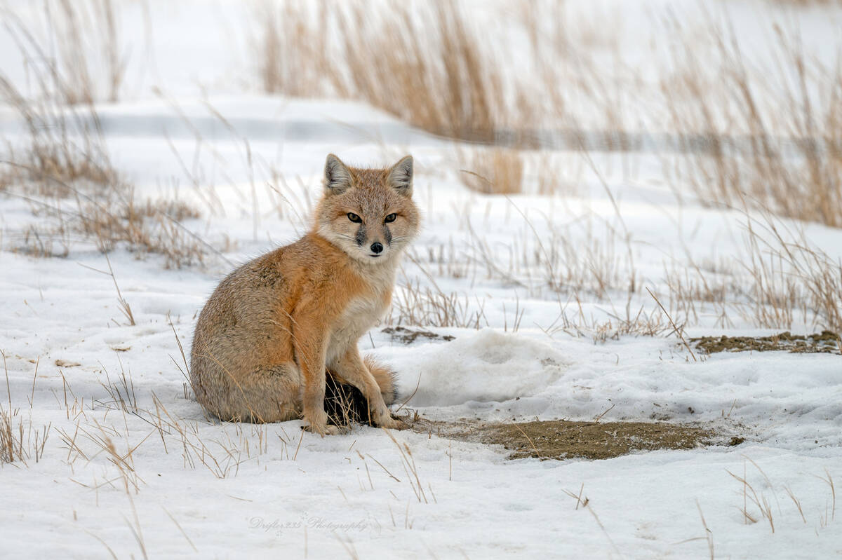 The swift fox is a species at risk.
Photo: drifter235