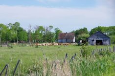 Cattle in an unrelated area of the Prairies rest in front of a dried-out slough area.
