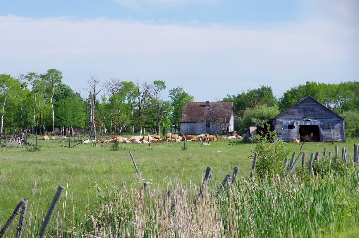 Cattle in an unrelated area of the Prairies rest in front of a dried-out slough area. 