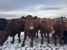 More producers have had to pivot to feed alternatives for feeding cattle, with dried-up grasslands and poor-performing hay ground creating shortfalls in feed with lingering droughts in the Prairies. They’ve used more mixing equipment to create a palatable ration.