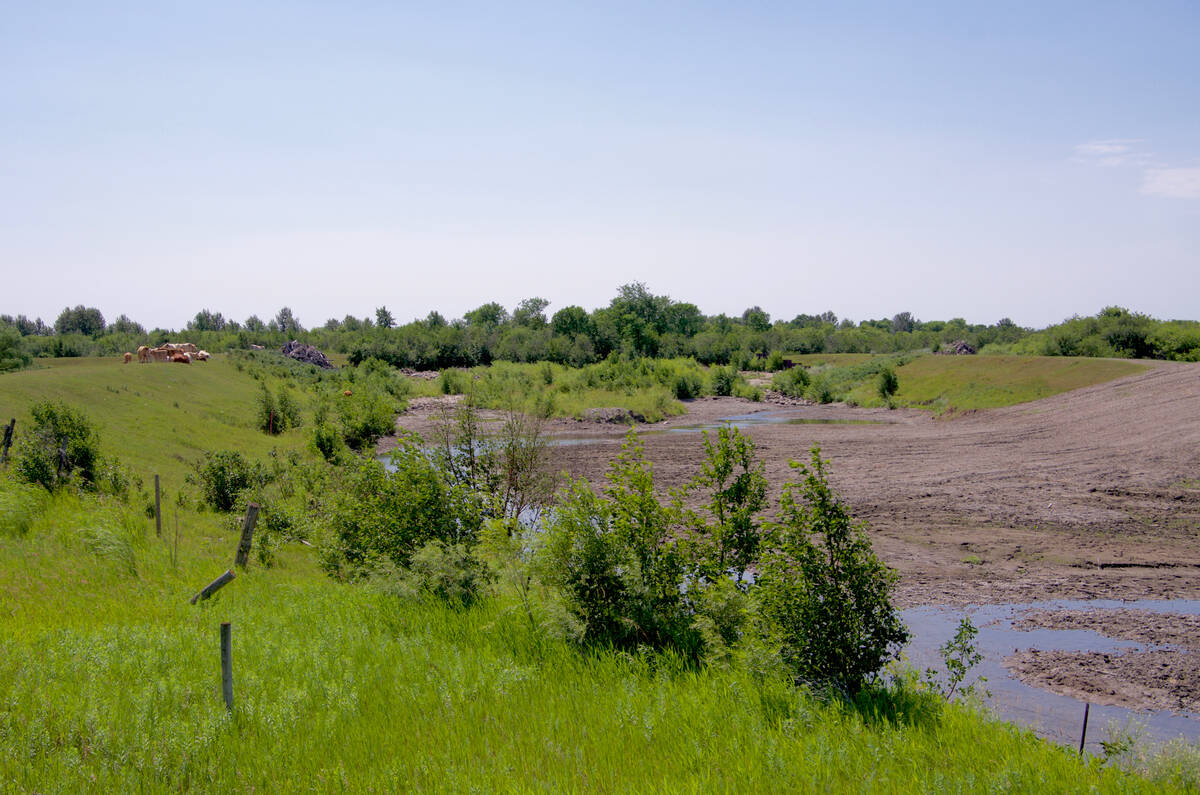 Beef cattle graze pasture on the border of a barely trickling Edwards Creek south of Dauphin, Man., in late July 2021. Manitoba’s Interlake and Parkland suffered serious drought that year, leading to a contraction of Manitoba’s beef herd. PHOTO: ALEXIS STOCKFORD