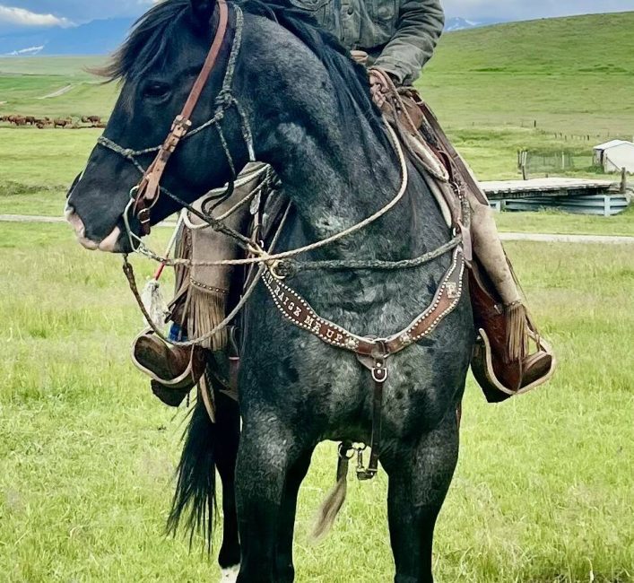 Alberta gives green light for problem elk hunting