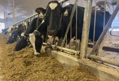 Despite efforts from eco-conscious influencers to put the blame on cattle for methane emissions, livestock emit a natural methane which is symbiotic with the environment, unlike the methane produced in plastic production. 
