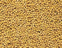 Mustard seed. Photo: File
