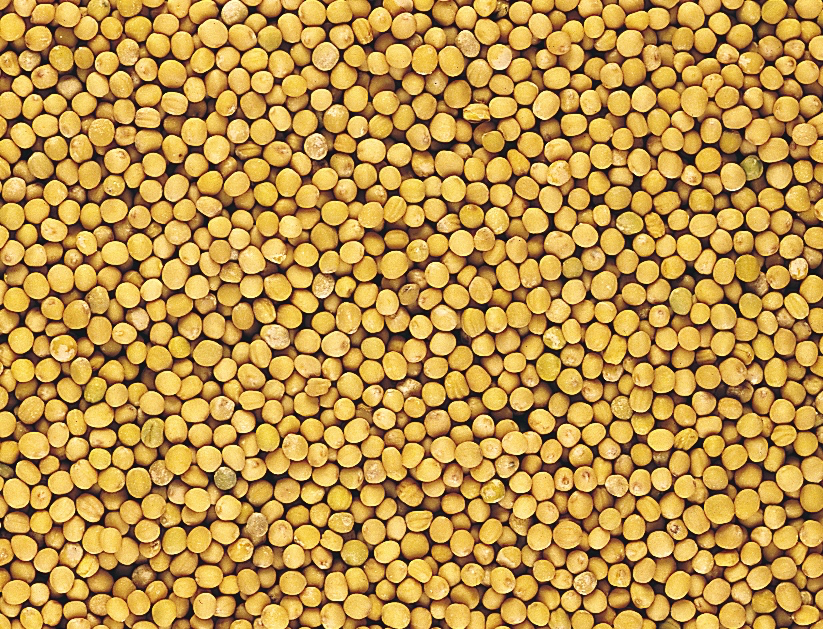 Mustard seed. Photo: File
