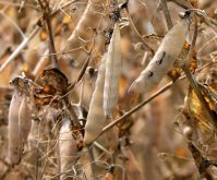 AgPulse Analytica thinks India could import one to two million tonnes of the pulse in 2025-26. | Photo: File
