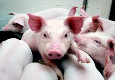 The code that sets Canada’s standards care and handling of pigs is up for review, a process expected to be compete by 2028.